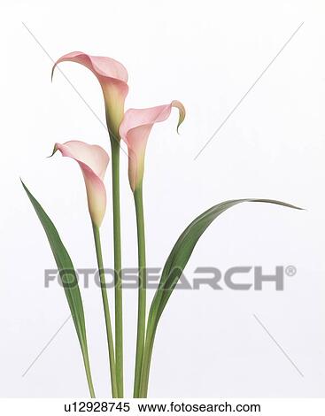 View of beautiful pink cannas View Large Photo Image Stock Photography - View of beautiful pink cannas. Fotosearch