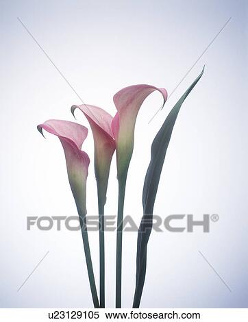 View of beautiful pink cannas View Large Photo Image Stock Photography - View of beautiful pink cannas. Fotosearch