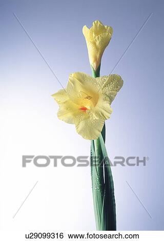 View of dewy yellow flowers View Large Photo Image Stock Photograph - View of dewy yellow flowers. Fotosearch