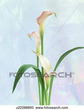 Stock Image - View of pink beautiful cannas. Fotosearch