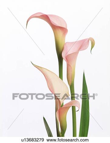 View of pink cannas View Large Photo Image Stock Photo - View of pink cannas. Fotosearch