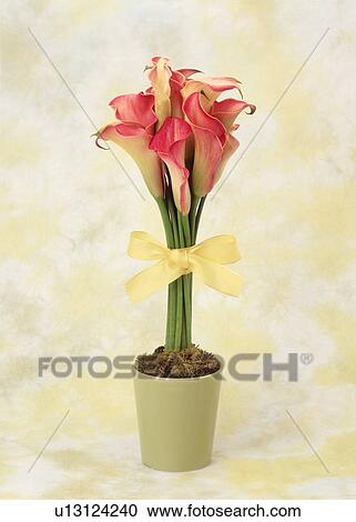 Stock Image - View of pink flowers in a pot. Fotosearch