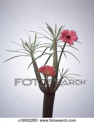View of pink flowers on a cactus plant View Large Photo Image Stock Image - View of pink flowers on a cactus plant. Fotosearch