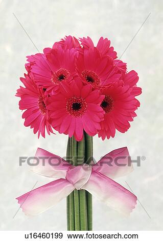 Stock Photo - View of pink flowers. Fotosearch