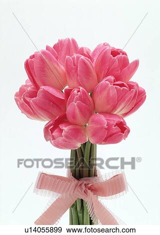 Stock Photo - View of pink tulips. Fotosearch
