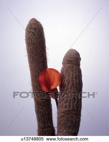 Stock Photography - View of red flower, on cactus plant. Fotosearch