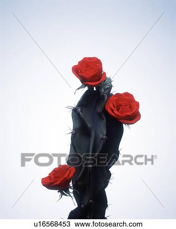 View of red roses on a cactus plant View Large Photo Image Stock Image - View of red roses on a cactus plant. Fotosearch