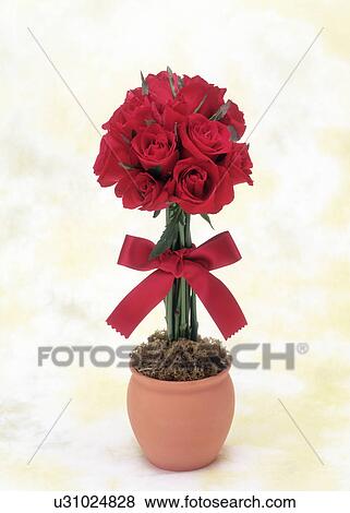 View of red roses tied with ribbon View Large Photo Image Stock Photo - View of red roses tied with ribbon. Fotosearch