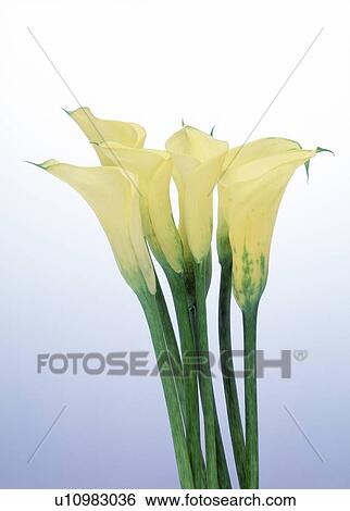 View of yellow cannas View Large Photo Image Stock Photograph - View of yellow cannas. Fotosearch