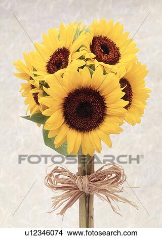 Picture - View of yellow sunflowers. Fotosearch