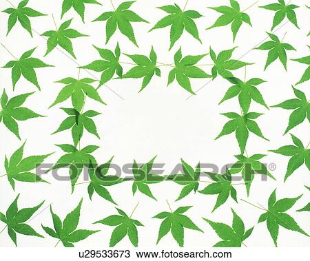 Stock Image - Arrangement of maple leaves. Fotosearch