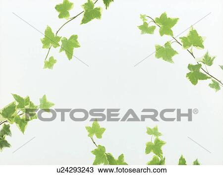 Stock Image - Studio-shot of green maple leaves against white background. Fotosearch