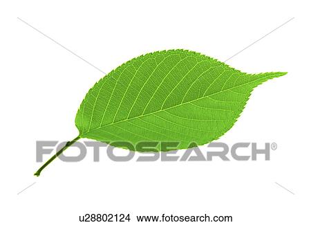 View of a green leaf View Large Photo Image Picture - View of a green leaf. Fotosearch