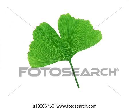 View of a green leaf View Large Photo Image Stock Image - View of a green leaf. Fotosearch