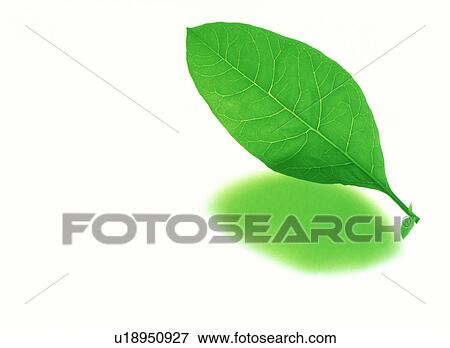 View of a green leaf View Large Photo Image Stock Photo - View of a green leaf. Fotosearch