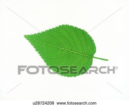 View of a green leaf View Large Photo Image Stock Photo - View of a green leaf. Fotosearch