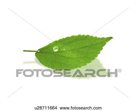 Picture - View of a green leaf with water droplet. Fotosearch