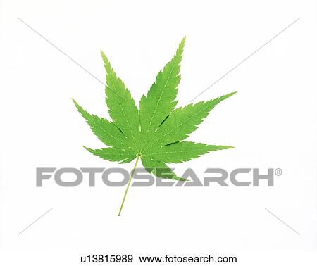 View of a green maple leaf View Large Photo Image Stock Photo - View of a green maple leaf. Fotosearch
