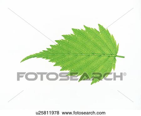 View of a jagged leaf View Large Photo Image Stock Photo - View of a jagged leaf. Fotosearch