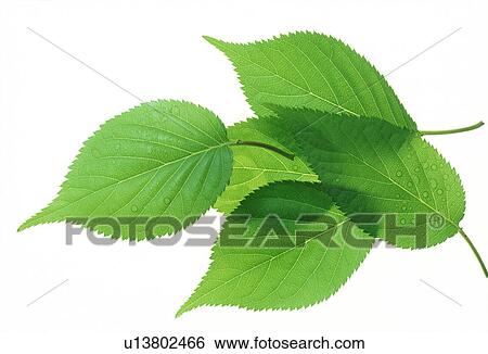 Stock Photograph - View of a stack of leaves. Fotosearch