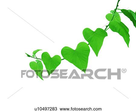 Stock Image - View of a stem with green leaves. Fotosearch