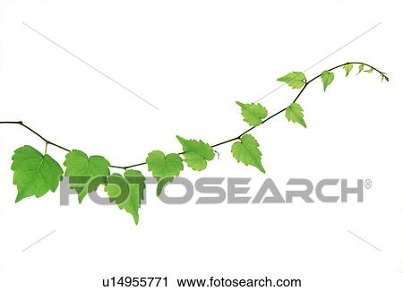 View of a stem with green leaves View Large Photo Image Stock Image - View of a stem with green leaves. Fotosearch