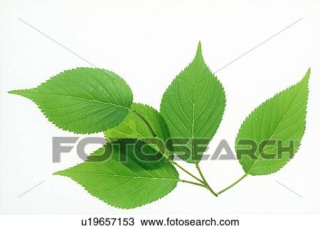 Stock Image - View of a stem with green leaves. Fotosearch