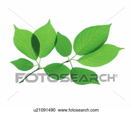 Stock Image - View of a stem with green leaves. Fotosearch