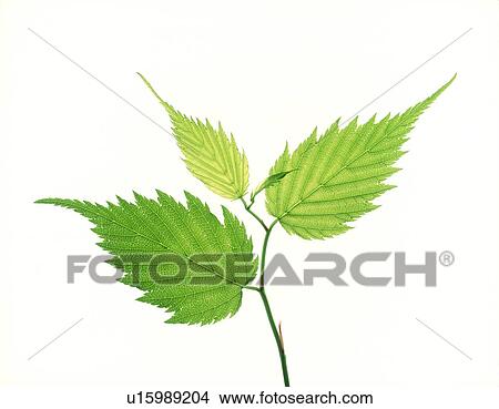View of a stem with leaves View Large Photo Image Picture - View of a stem with leaves. Fotosearch