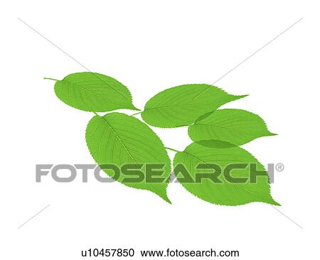 Stock Image - View of green leaves. Fotosearch