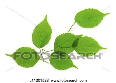 View of green leaves View Large Photo Image Stock Photo - View of green leaves. Fotosearch