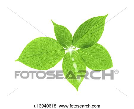 Stock Photo - View of green leaves. Fotosearch