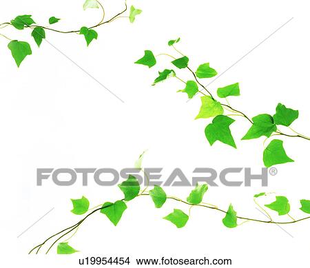 View of leaves against white background (digital composite) View Large Photo Image Picture - View of leaves against white background (digital composite). Fotosearch