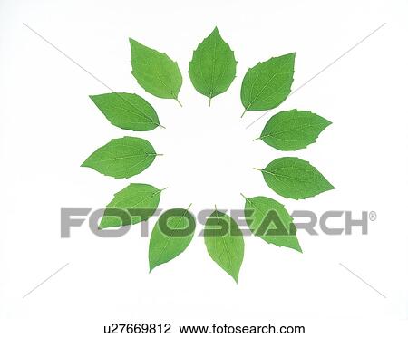 View of leaves arranged in a circle View Large Photo Image Stock Image - View of leaves arranged in a circle. Fotosearch