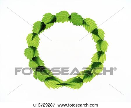 Stock Photo - View of leaves arranged in a circle. Fotosearch