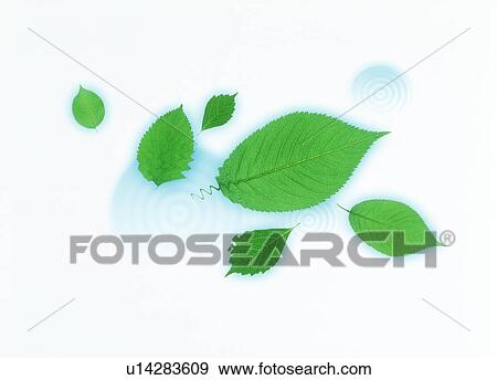 View of leaves in water ripples (digital composite) View Large Photo Image Stock Photo - View of leaves in water ripples (digital composite). Fotosearch