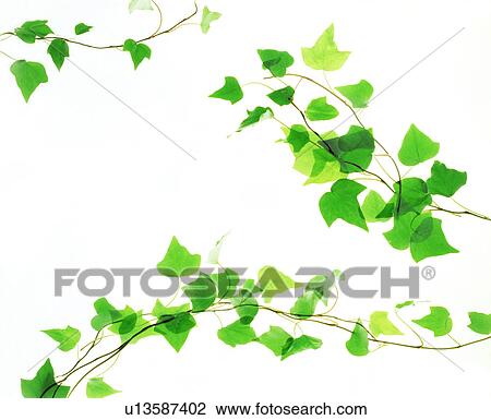 View of leaves in white background (digital composite) View Large Photo Image Stock Image - View of leaves in white background (digital composite). Fotosearch