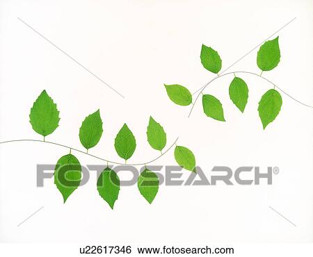 View of leaves on twigs View Large Photo Image Stock Photograph - View of leaves on twigs. Fotosearch