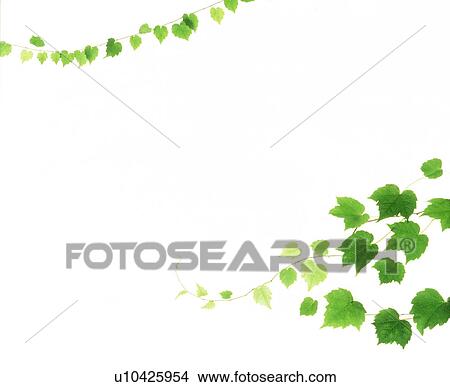 View of leaves with white background (digital composite) View Large Photo Image Picture - View of leaves with white background (digital composite). Fotosearch
