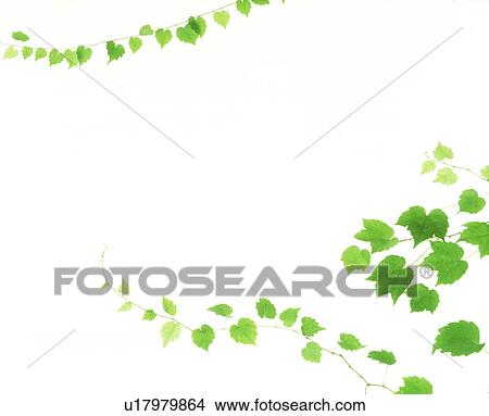 View of leaves with white background (digital composite) View Large Photo Image Picture - View of leaves with white background (digital composite). Fotosearch