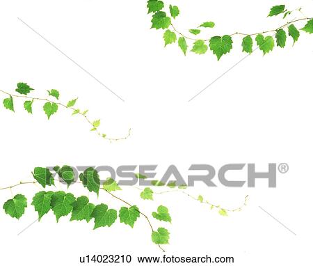 View of leaves with white background (digital composite) View Large Photo Image Stock Image - View of leaves with white background (digital composite). Fotosearch