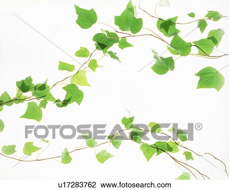 View of leaves with white background (digital composite) View Large Photo Image Stock Image - View of leaves with white background (digital composite). Fotosearch