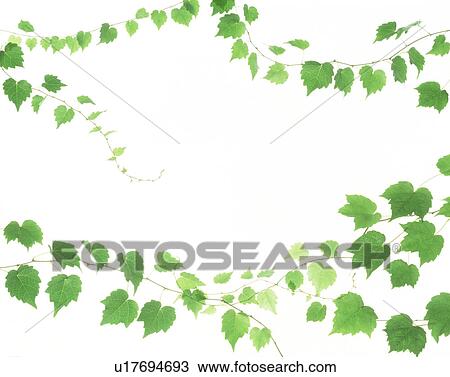 View of leaves with white background (digital composite) View Large Photo Image Stock Image - View of leaves with white background (digital composite). Fotosearch