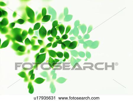 Stock Image - View of leaves with white background. Fotosearch