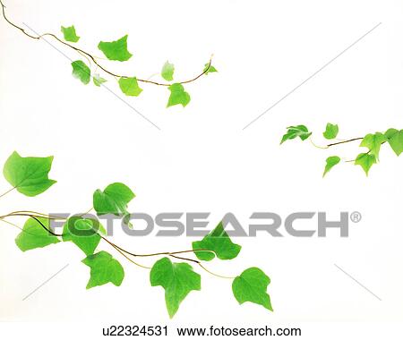 View of leaves with white background (digital composite) View Large Photo Image Stock Image - View of leaves with white background (digital composite). Fotosearch