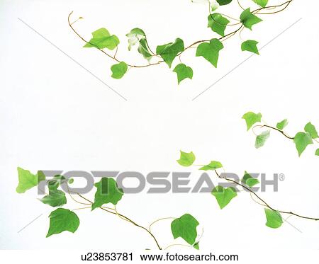 View of leaves with white background (digital composite) View Large Photo Image Stock Image - View of leaves with white background (digital composite). Fotosearch