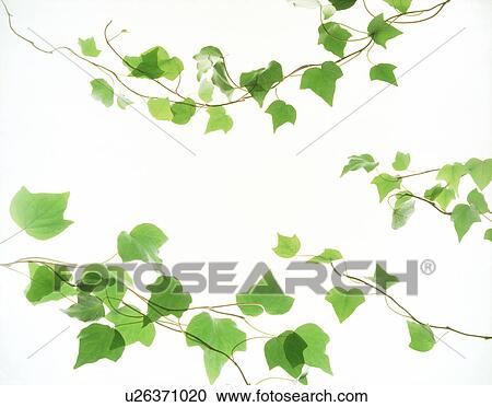 Stock Image - View of leaves with white background (digital composite). Fotosearch