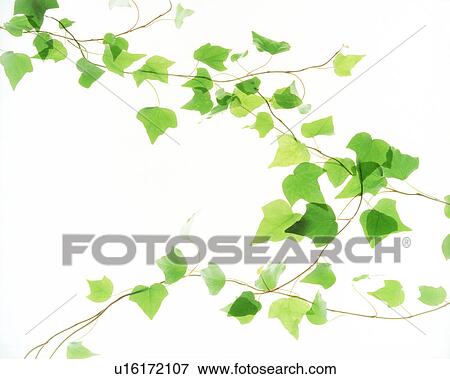 View of leaves with white background (digital composite) View Large Photo Image Stock Photo - View of leaves with white background (digital composite). Fotosearch