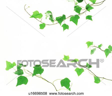 View of leaves with white background (digital composite) View Large Photo Image Stock Photo - View of leaves with white background (digital composite). Fotosearch