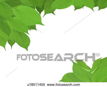 View of leaves with white background View Large Photo Image Stock Photography - View of leaves with white background. Fotosearch